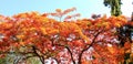 Trees during spring time at day