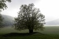 Trees in spring