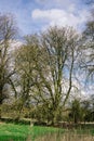 Trees in spring, UK