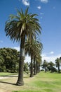 Trees in st.kilda beach mel. Royalty Free Stock Photo