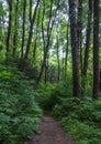 Trees Stand Above Dirt Trail