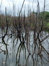 Trees stand dead and dry in pools of dirty water Environmental Effects Royalty Free Stock Photo