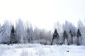 Trees stand in silvery frost. Snow forest, trees in the frost, white snowdrifts. Winter forest, tree branches in frost. Cloudy sky Royalty Free Stock Photo