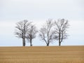 4 trees standing in empty wheat crop field in FingerLakes