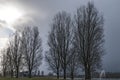 Trees and lake standing near a lake Royalty Free Stock Photo