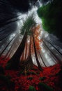 Trees Standing Next To Each Other In A Forest With Baga Red Colors In The Foreground