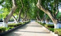 The trees standing on the road