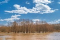 Trees standing in the spring in the water under a cloudy sky. Forest flooded by spring flow of the river. Water landscape under a Royalty Free Stock Photo