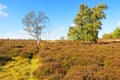 Three Silver Birch tree amongst the bracken and heather s on Stanton Moor Royalty Free Stock Photo