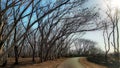 The trees are starting to dry up along the road to the pink beach of East Lombok