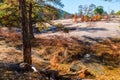 Trees and stone ground in Stone Mountain Park, Georgia, USA Royalty Free Stock Photo