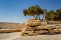 Trees on a stones, Ben Gurion national park in the Negev desert, Israel