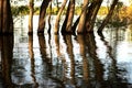 Trees submerged in water. Raised water level in the river.