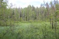Swamp in the Russian forest Royalty Free Stock Photo