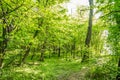 Trees suspicions public park in the city of Novi Sad