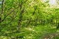 Trees suspicions public park in the city of Novi Sad