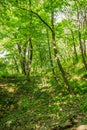 Trees suspicions public park in the city of Novi Sad