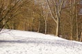 Trees, sun and snow - Elancourt, France Royalty Free Stock Photo