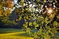 Trees in Sunlight