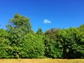 Trees on a sunny day