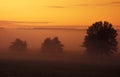 Trees and sunrise