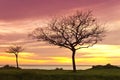 Two Trees sunrise Royalty Free Stock Photo