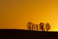 Trees at Sunrise Royalty Free Stock Photo