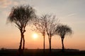 Trees sunset backlight silhouette landscape landscape nature sky sun horizon beautiful tree Po Valley Italy Italian Royalty Free Stock Photo