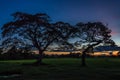 Trees sunset field Royalty Free Stock Photo