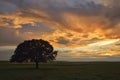 Trees and sunset on field Royalty Free Stock Photo