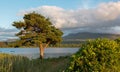 Trees at sunset at McCarthy Mor Irish castle ruins at Lough Leane on the Ring of Kerry in Killarney Ireland Royalty Free Stock Photo