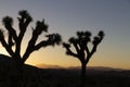 2 trees in a Sunset over Joshua Tree National Park, California, US Royalty Free Stock Photo