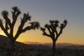 2 trees in a Sunset over Joshua Tree National Park, California, US Royalty Free Stock Photo