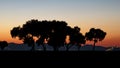 Trees at sunset in the shade