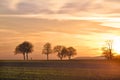 Trees at sunset with walker, Pfalz Royalty Free Stock Photo