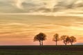 Trees at sunset with walker, Pfalz, Germany Royalty Free Stock Photo