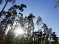 Trees sunset woods sky green Royalty Free Stock Photo