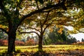 Trees with sunshin in autumn. Royalty Free Stock Photo