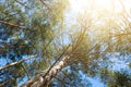 Trees , sunshine and blue sky - pine tree forest Royalty Free Stock Photo