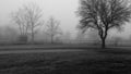 Trees surrounded by mist