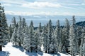 Trees surrounding Lake Tahoe Royalty Free Stock Photo
