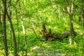 Trees suspicions public park in the city of Novi Sad