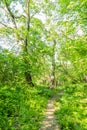 Trees suspicions public park in the city of Novi Sad