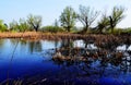 Trees In The Swamp With Khamis On Water In Sunny Day