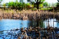 Trees In The Swamp With Khamis On Water In Sunny Day