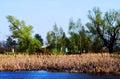 Trees In The Swamp With Khamis On Water In Sunny Day