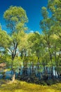 Trees in the swamp near Narew river, Poland Royalty Free Stock Photo