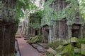 Trees in Ta Prohm, Angkor Wat