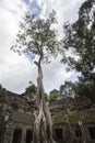 Trees at ta prom Royalty Free Stock Photo