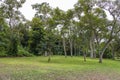Trees in the Tajin Archaeological Zone in Papantla, Veracruz, Mexico